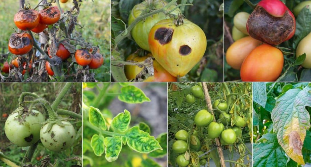 23 Common Tomato Diseases: Identification, Treatment, and Prevention Guide