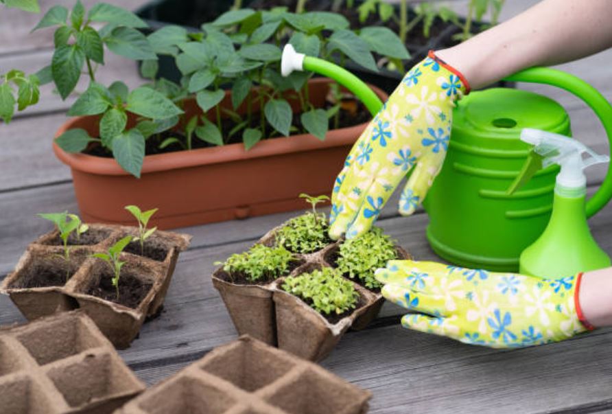 Watering in Containers vs. Garden Beds