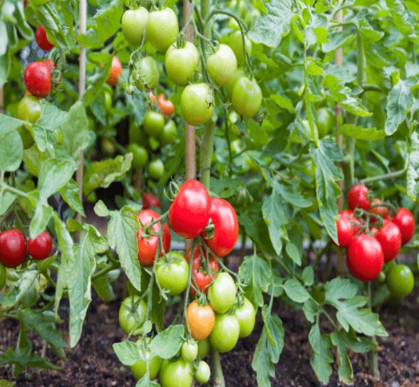 Tomato Growing Guide: From Seed to Harvest