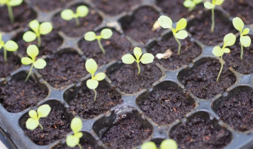 Planting Tomato Seedlings