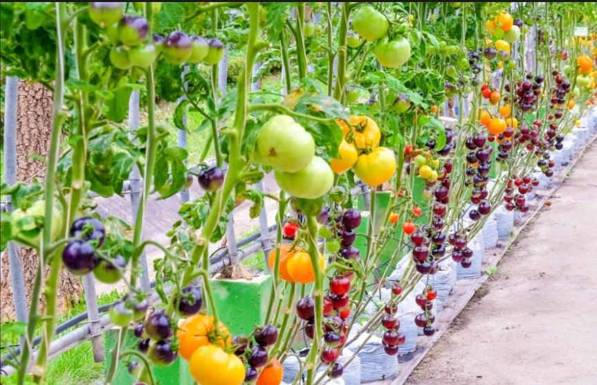 15 Heirloom Tomato Types: A Complete Guide to Flavor, History, and Growing