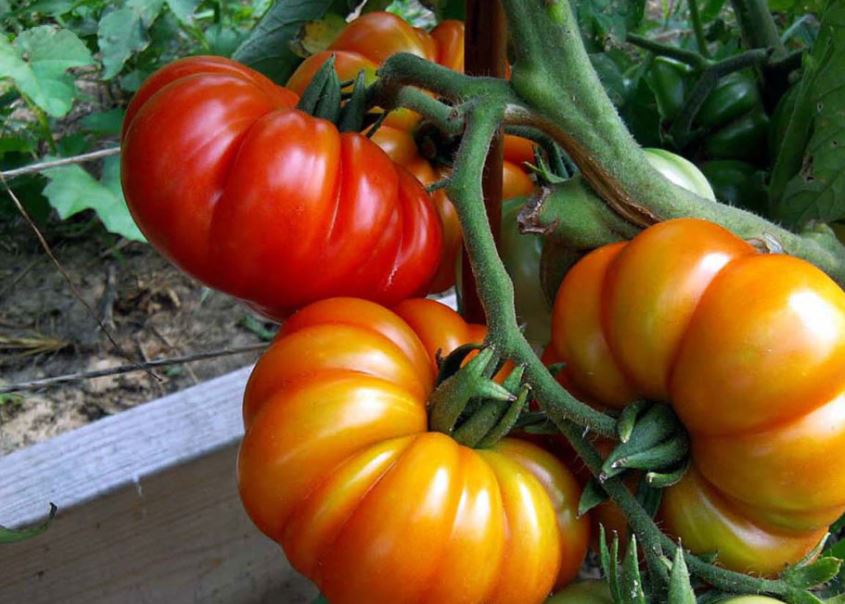 When and Where to Plant Heirloom Tomatoes