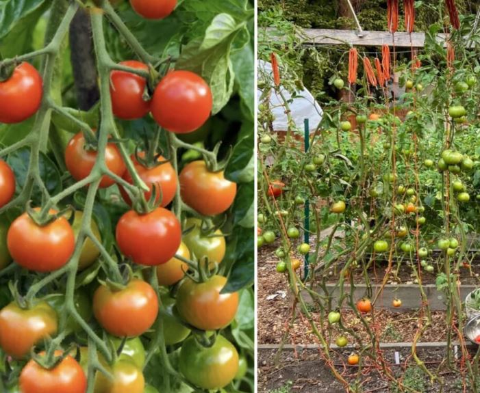 When to Choose Determinate Tomatoes