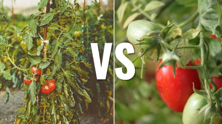 Determinate vs Indeterminate Tomatoes: A Complete Grower's Guide