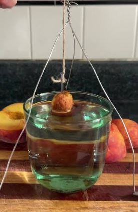 Can You Grow a Peach Tree From a Pit in Water?