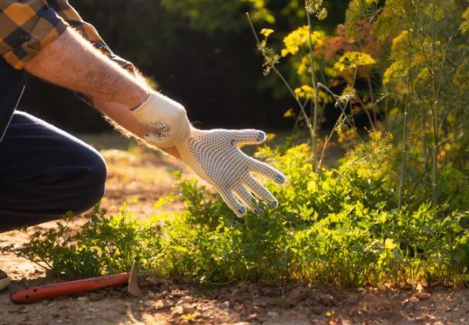 Can I Touch Soil With Bare Hands? The Science, Risks, and Surprising Health Benefits
