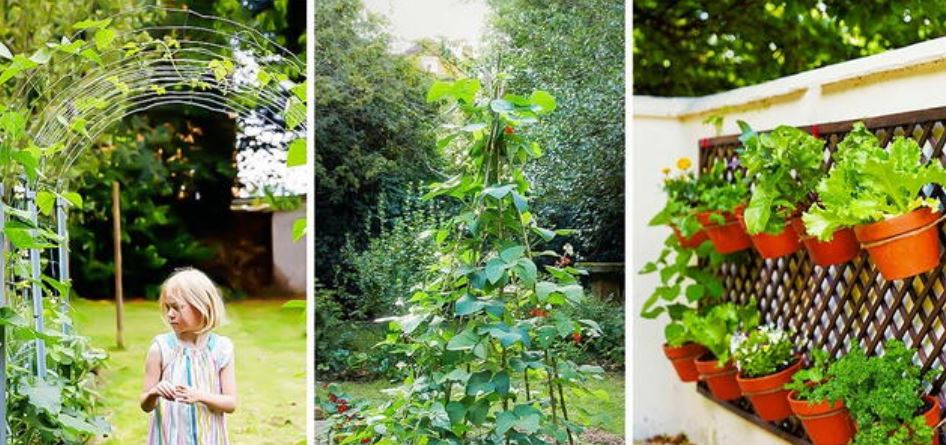 How to Start a Vegetable Garden for Beginners: A Complete Masterclass