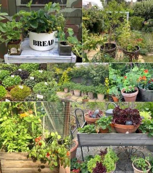  How to Start a Container Vegetable Garden