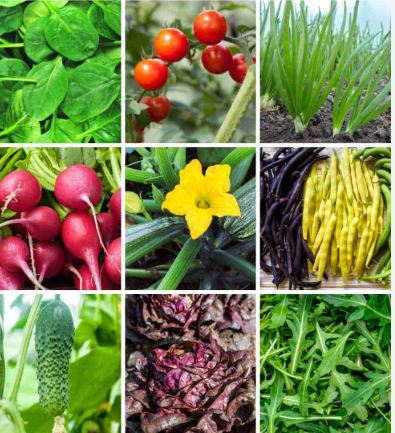 Fast-Growing Vegetables in Pots: My Complete Beginner’s Blueprint