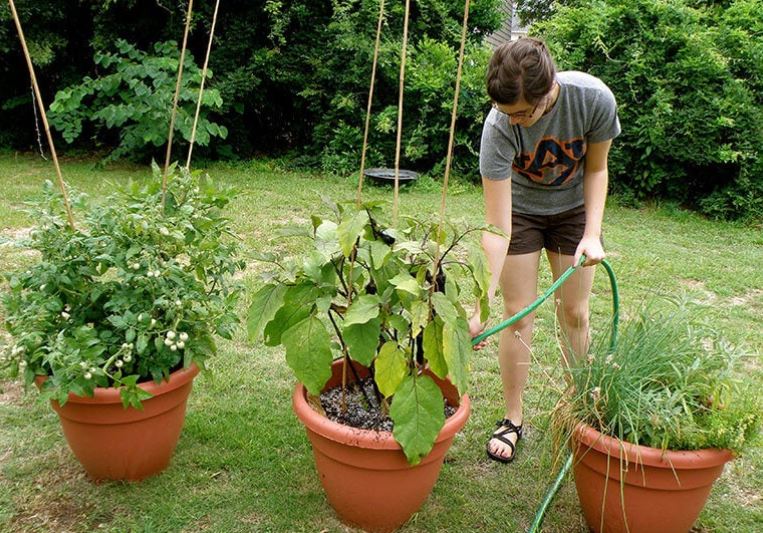 Fast-Growing Vegetables in Pots: My Complete Beginner’s Blueprint