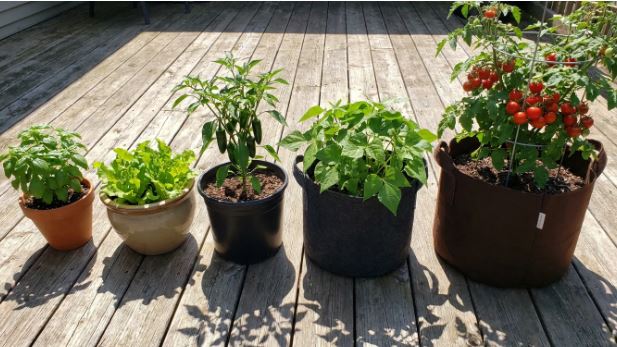 Growing Vegetables in Pots Indoors: My Complete Blueprint