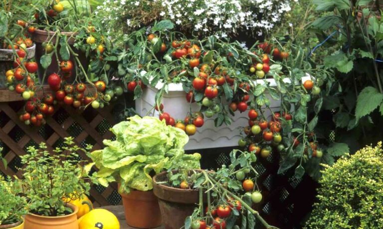 Can You Grow Vegetables in Pots? My Complete, No-Nonsense Guide to Container Gardening