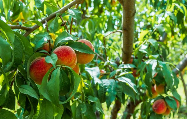How to Grow a Peach Tree from a Pit: A Step-by-Step Guide from Seed to Harvest