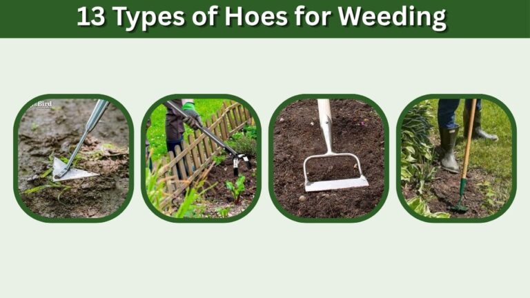 13 Types of Hoes for Weeding: A Complete Guide