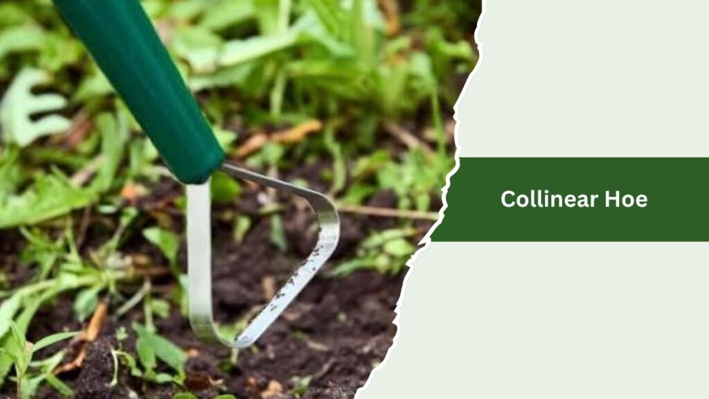 Collinear Hoe