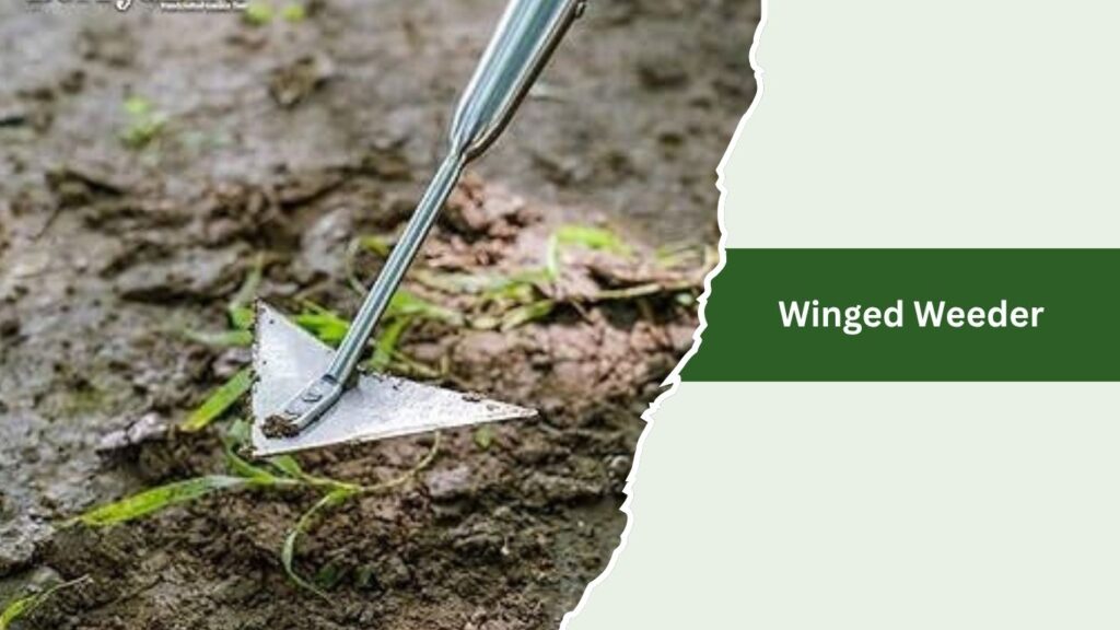 Winged Weeder