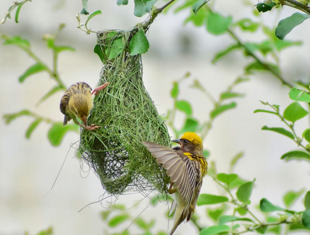 15 Types of Bird Nests: Masterworks of Avian Architecture