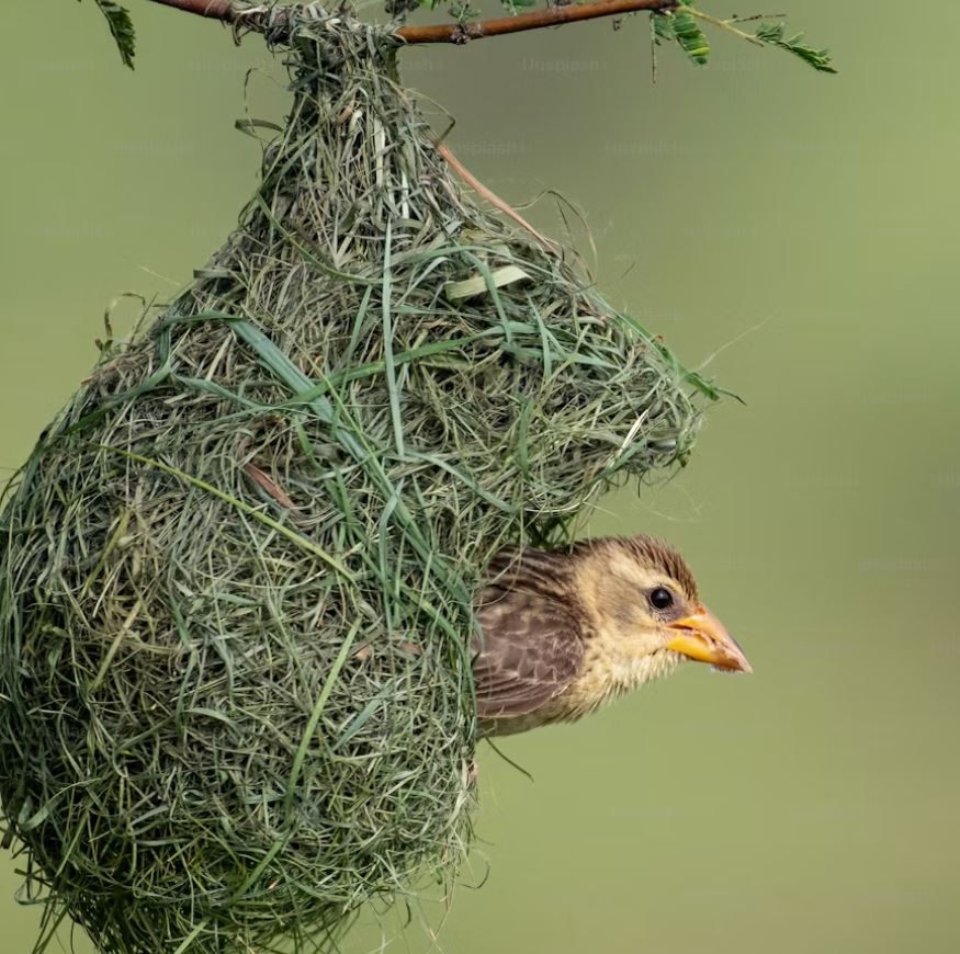 12 Types of Bird Nests Found in Trees