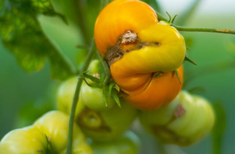 What Fungal Diseases Do Tomatoes Get? Common Tomato Fungal Diseases and How to Treat Them