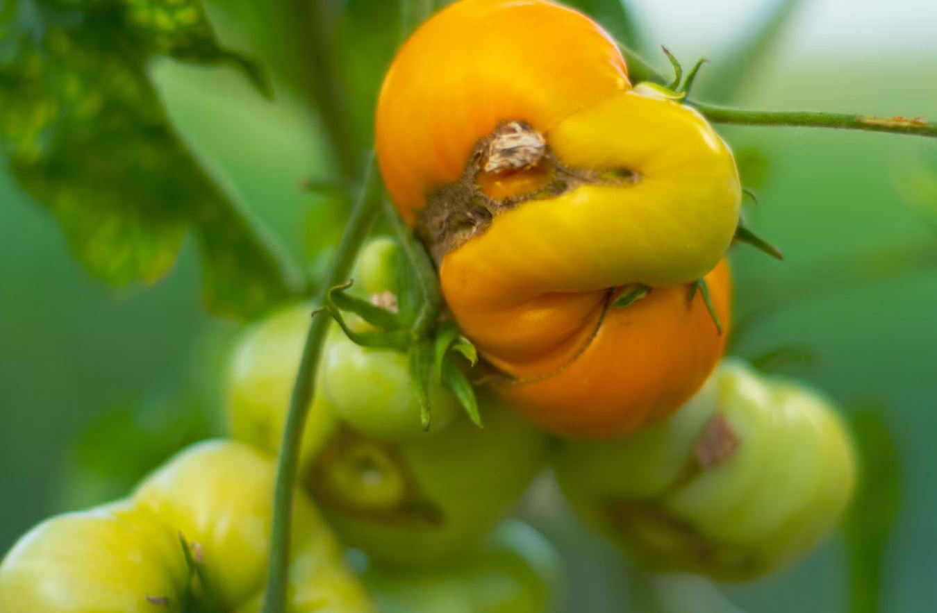 What Fungal Diseases Do Tomatoes Get? Common Tomato Fungal Diseases and How to Treat Them
