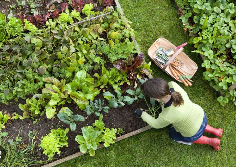 How to Keep Bugs Out of a Vegetable Garden Naturally: 10 Easy Ways