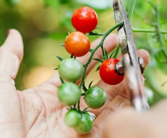 What Can I Spray on Tomato Plants to Keep Bugs Away?