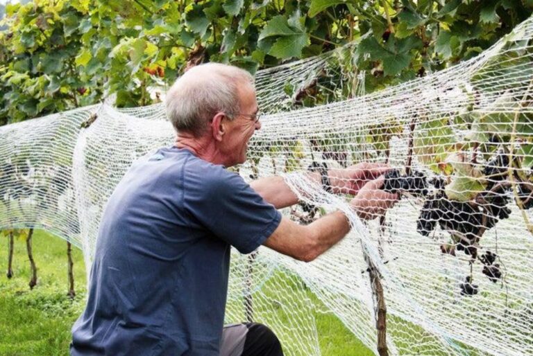 When to Cover Grapes With Netting in California
